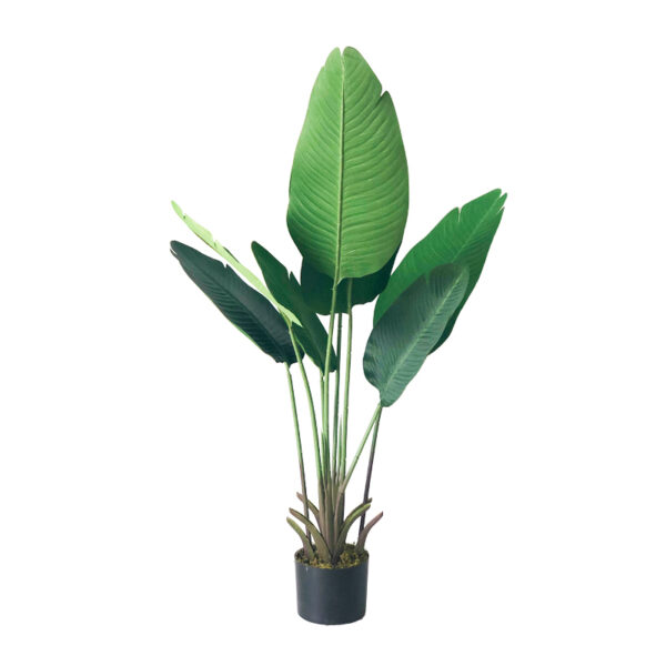 Banana tree