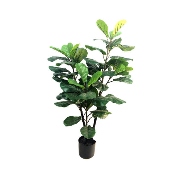 Fiddle fig tree