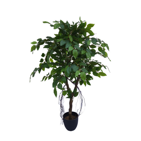 Fig tree