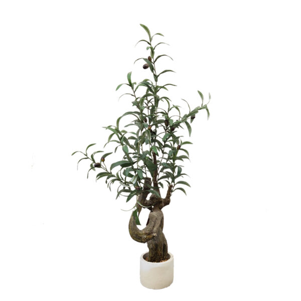 Olive tree