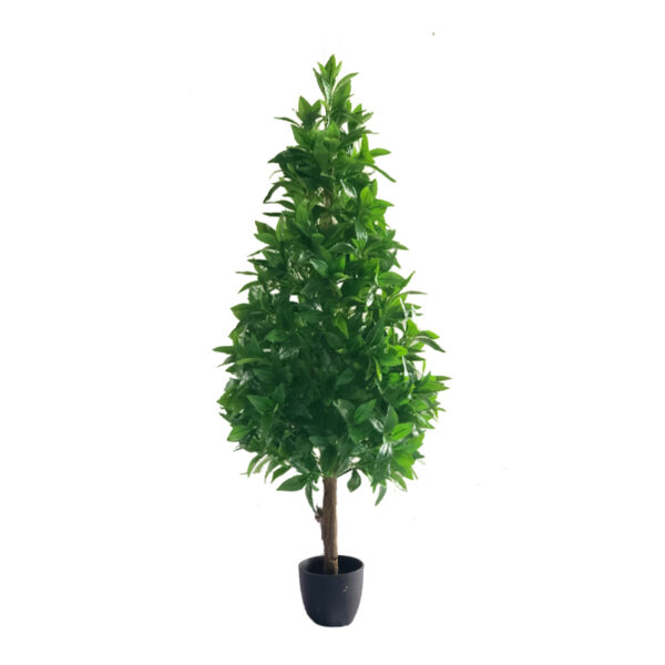 Laurel tree