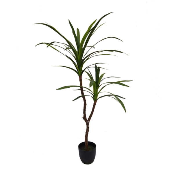 Dracaena
