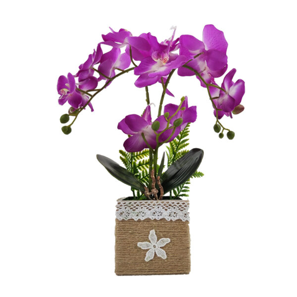 Orchid
