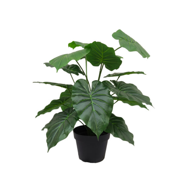 Giant Taro(Alocasia macrorrhiza)