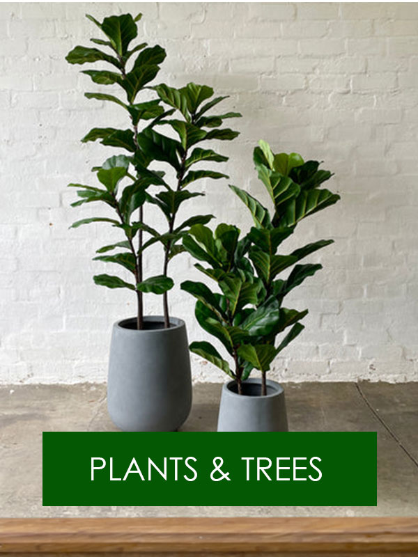 Plants-Trees