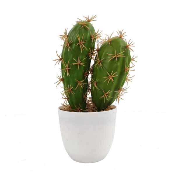 Two Headed Cactus