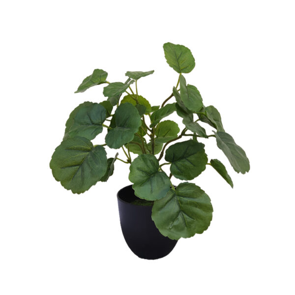 Begonia