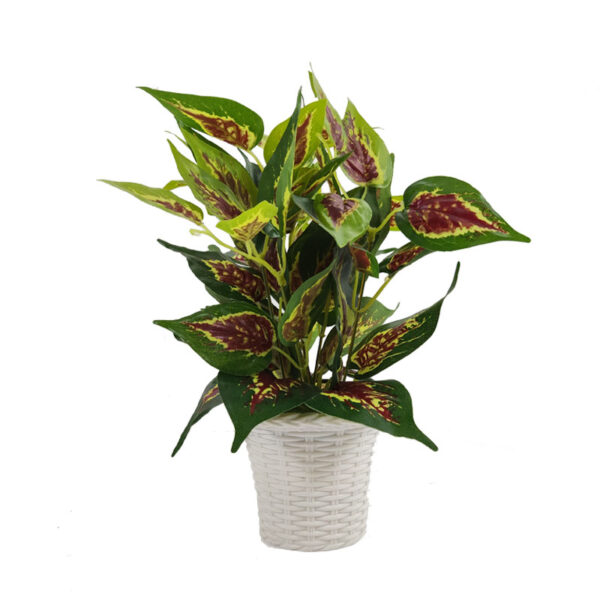 Coleus