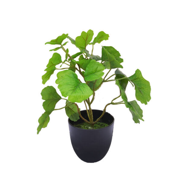 Pot Plant