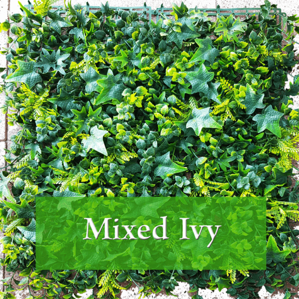 Mixed Ivy