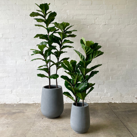 Fiddle Leaf