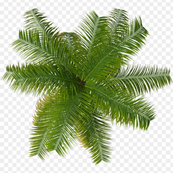 Palm Tree
