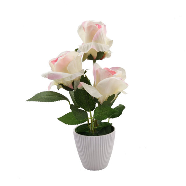 Roses
