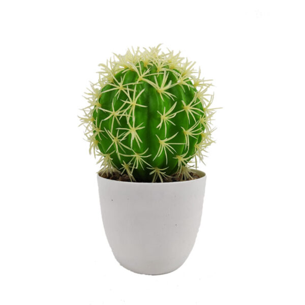 Small Cactus