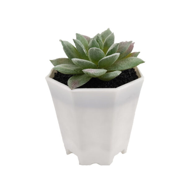 Potted Succulent