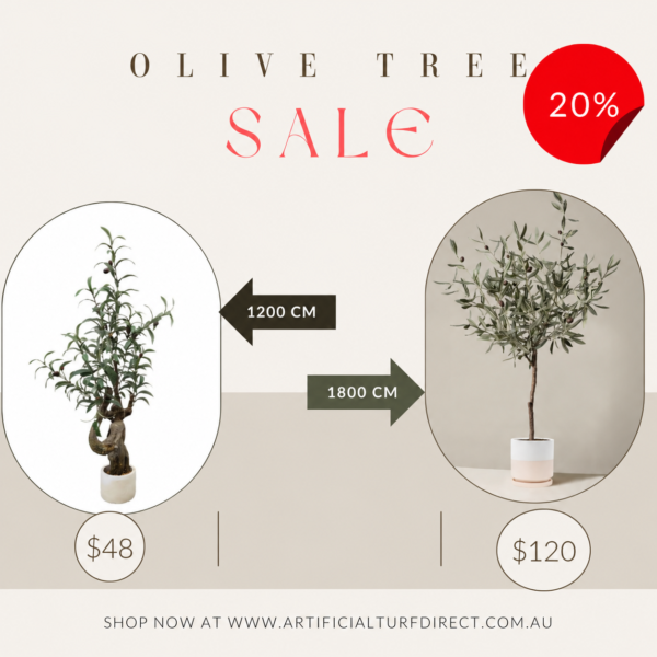 Olive Tree| 120cm| 180cm